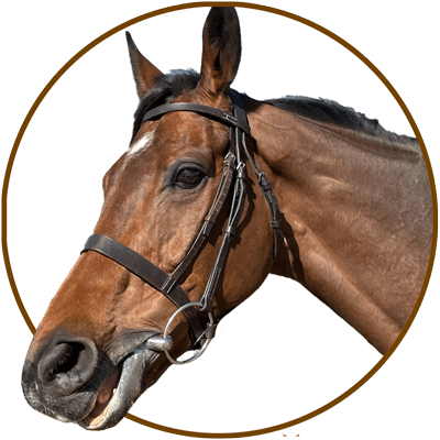 Royal Ruby Racehorse